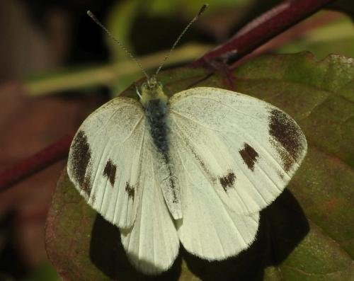 Réf. 267 131 : Pieris mannii